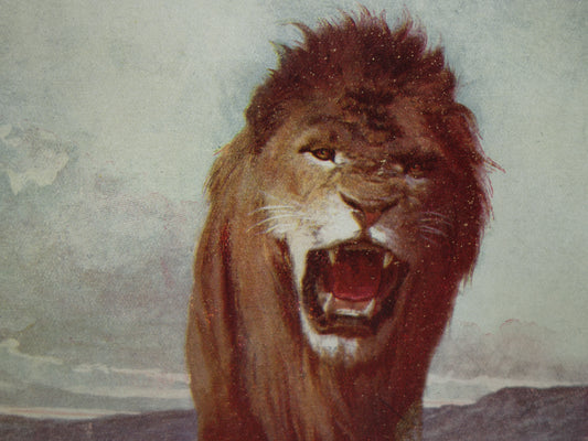 Leeuw antieke prent uit 1919 met oude illustratie van Afrikaanse Leeuwen originele Nederlandse vintage print