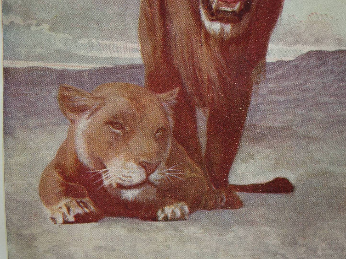 Leeuw antieke prent uit 1919 met oude illustratie van Afrikaanse Leeuwen originele Nederlandse vintage print