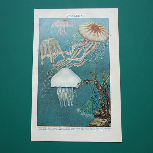 Kwallen antieke prent uit 1919 met illustratie van kwal oorkwal zeepaddestoel originele vintage print kwalsoorten