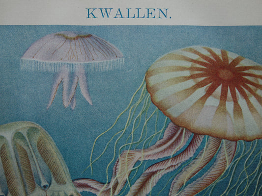 Kwallen antieke prent uit 1919 met illustratie van kwal oorkwal zeepaddestoel originele vintage print kwalsoorten