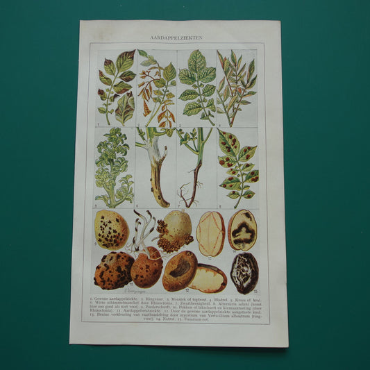 AARDAPPEL vintage botanische print Ziekten Aardappelplant illustratie 1932 originele oude Nederlandse prent Aardappelziekten