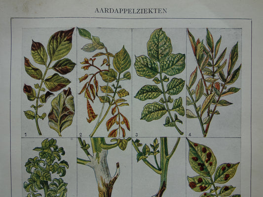 AARDAPPEL vintage botanische print Ziekten Aardappelplant illustratie 1932 originele oude Nederlandse prent Aardappelziekten