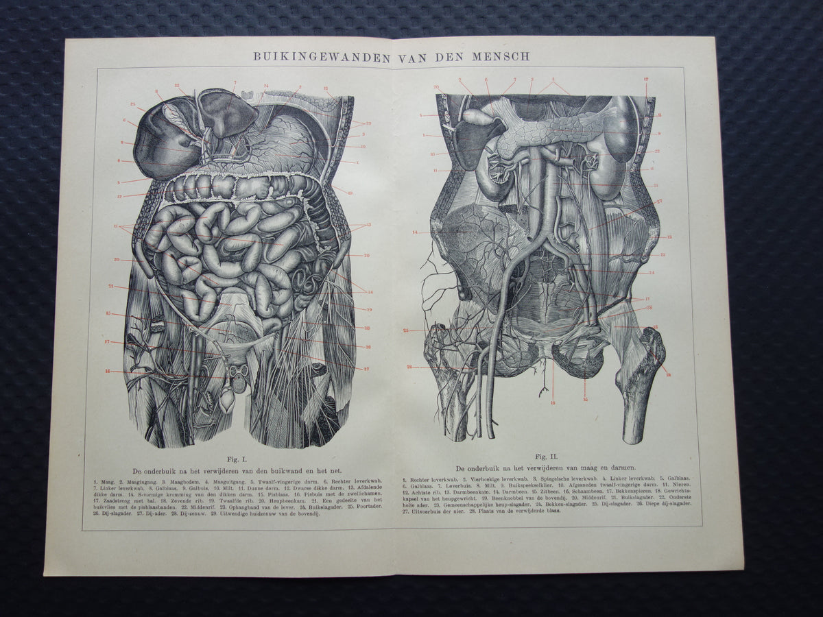 INGEWANDEN Oude Anatomie Prent 1915 Originele antieke Nederlandse anatomische illustratie vintage print