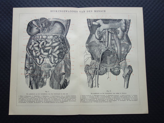 INGEWANDEN Oude Anatomie Prent 1915 Originele antieke Nederlandse anatomische illustratie vintage print