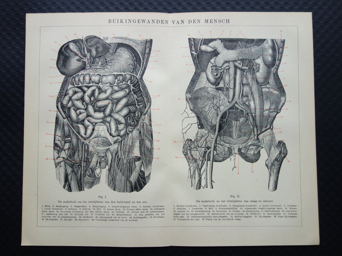 INTERNAL ORGANS Old Anatomy Print 1915 Original antique Dutch anatomical illustration vintage print