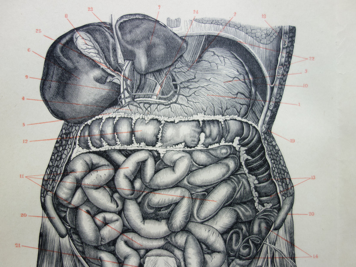 INTERNAL ORGANS Old Anatomy Print 1915 Original antique Dutch anatomical illustration vintage print
