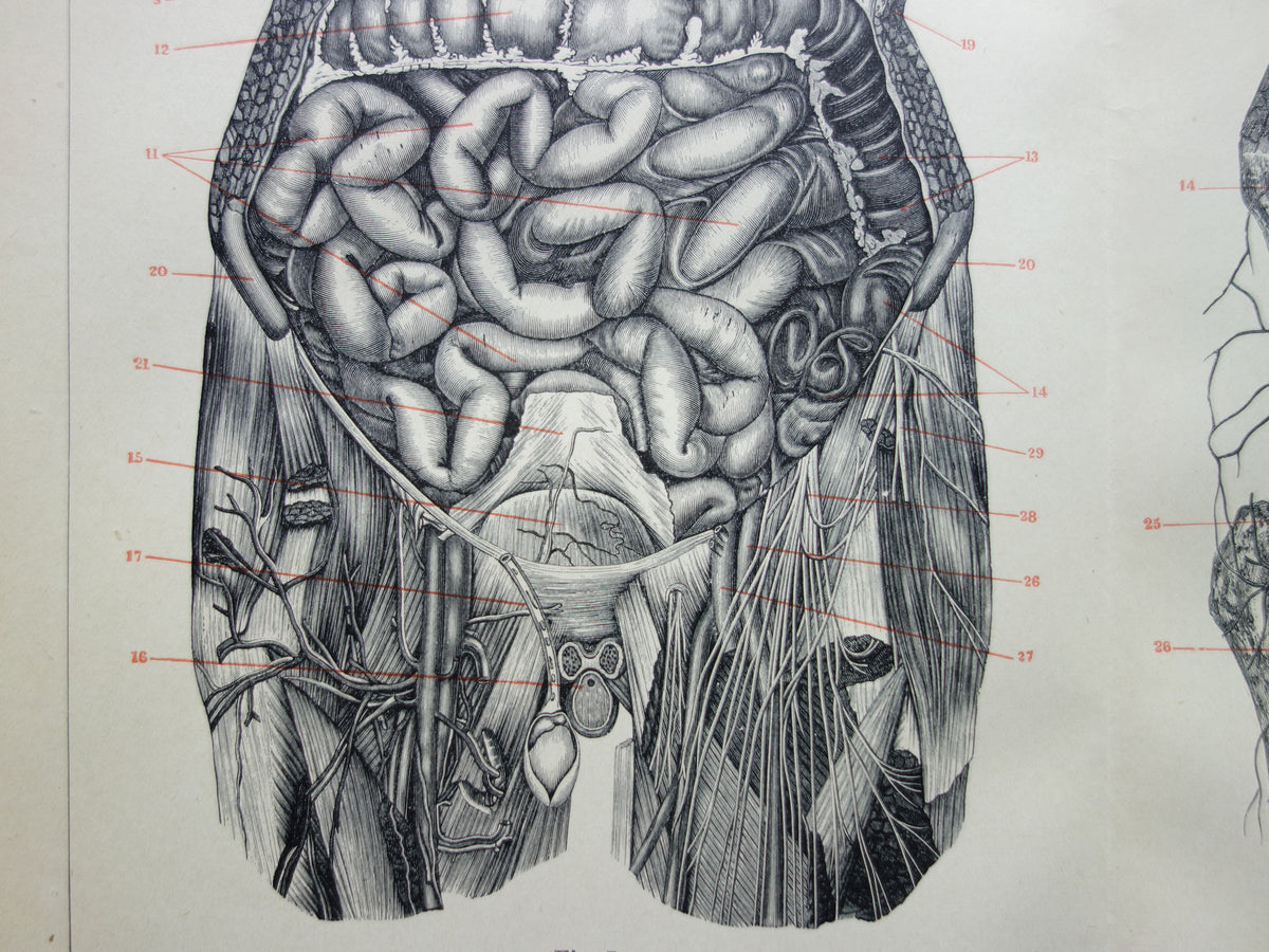 INTERNAL ORGANS Old Anatomy Print 1915 Original antique Dutch anatomical illustration vintage print