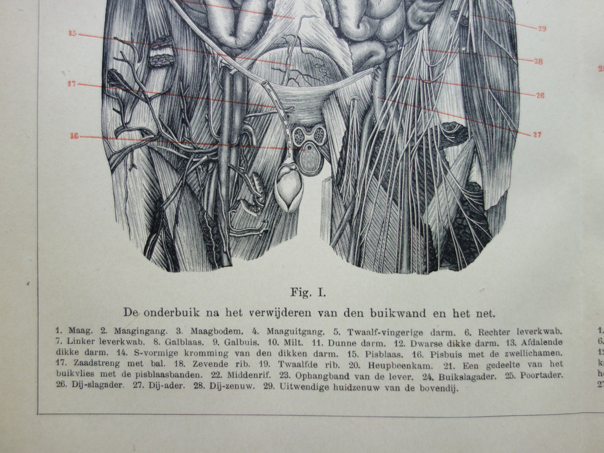 INTERNAL ORGANS Old Anatomy Print 1915 Original antique Dutch anatomical illustration vintage print