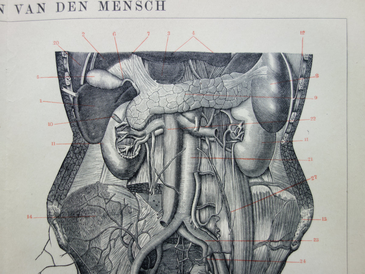 INTERNAL ORGANS Old Anatomy Print 1915 Original antique Dutch anatomical illustration vintage print