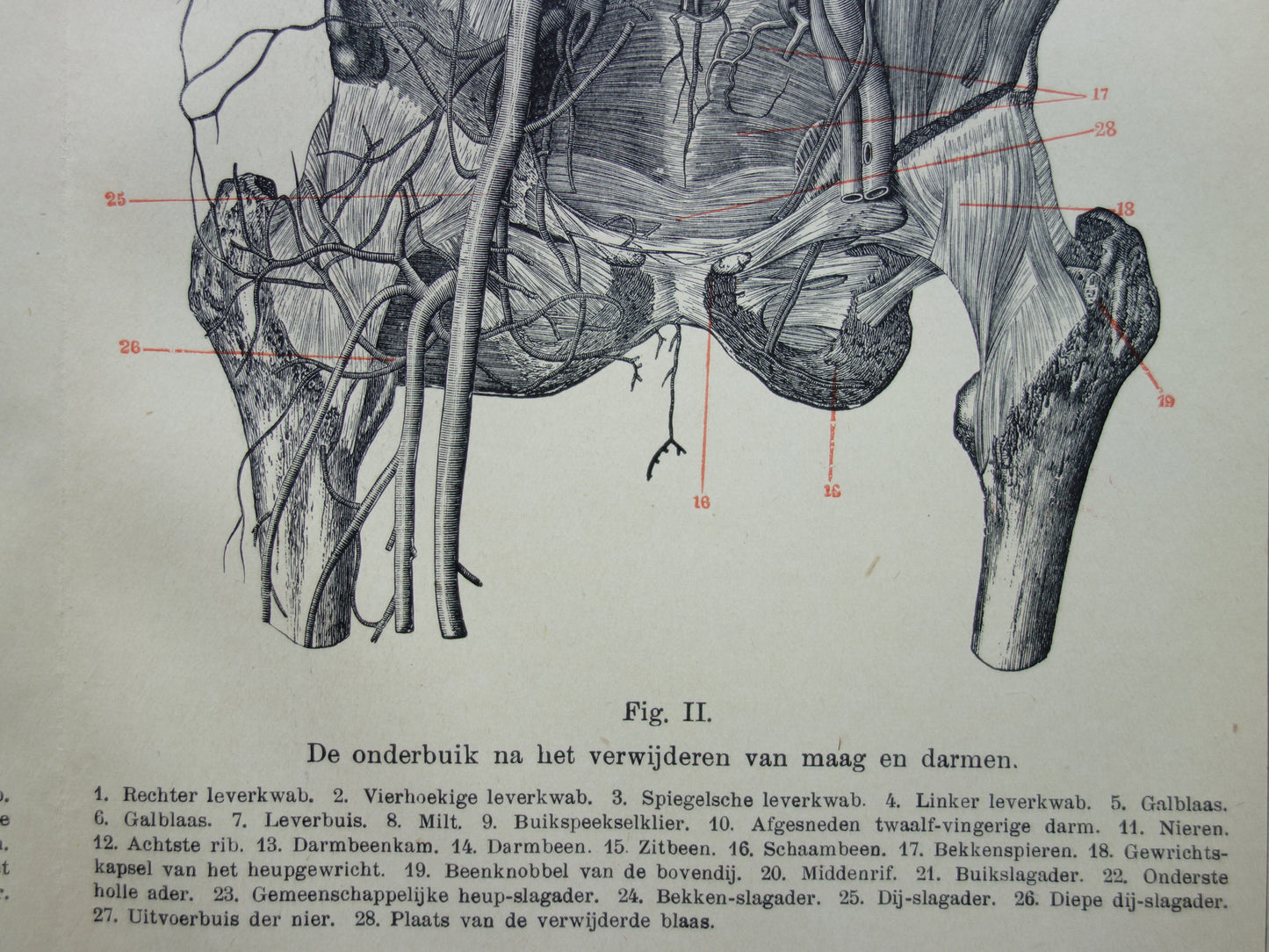 INGEWANDEN Oude Anatomie Prent 1915 Originele antieke Nederlandse anatomische illustratie vintage print