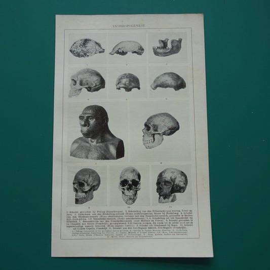 EVOLUTIE vintage print Anthropogenese illustratie 1932 originele oude Nederlandse wetenschappelijke prent evolutie van de mens