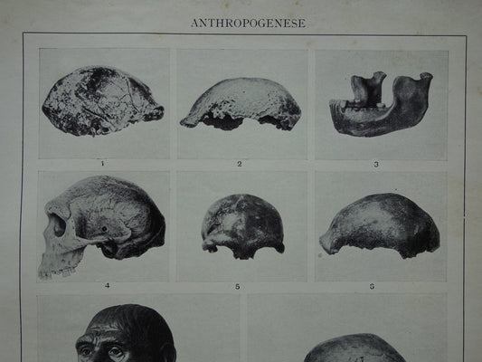 EVOLUTIE vintage print Anthropogenese illustratie 1932 originele oude Nederlandse wetenschappelijke prent evolutie van de mens