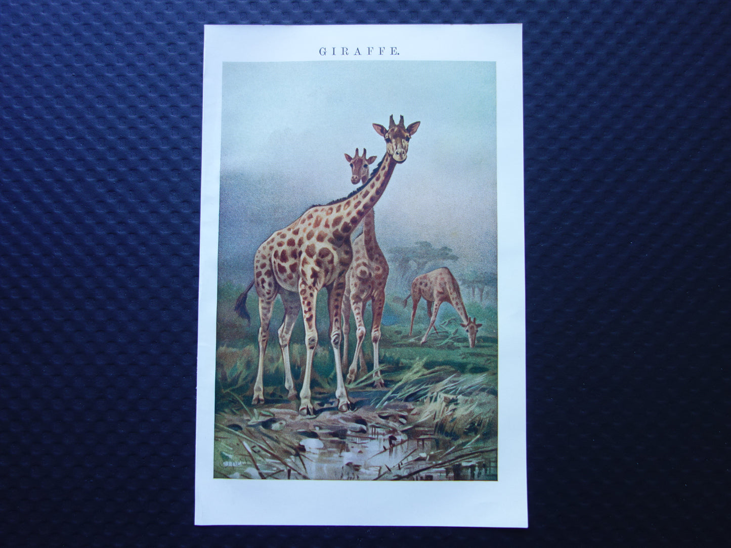 Giraffe oude prent 100+ jaar oude illustratie van giraffen Kleine Nederlandse vintage dieren print