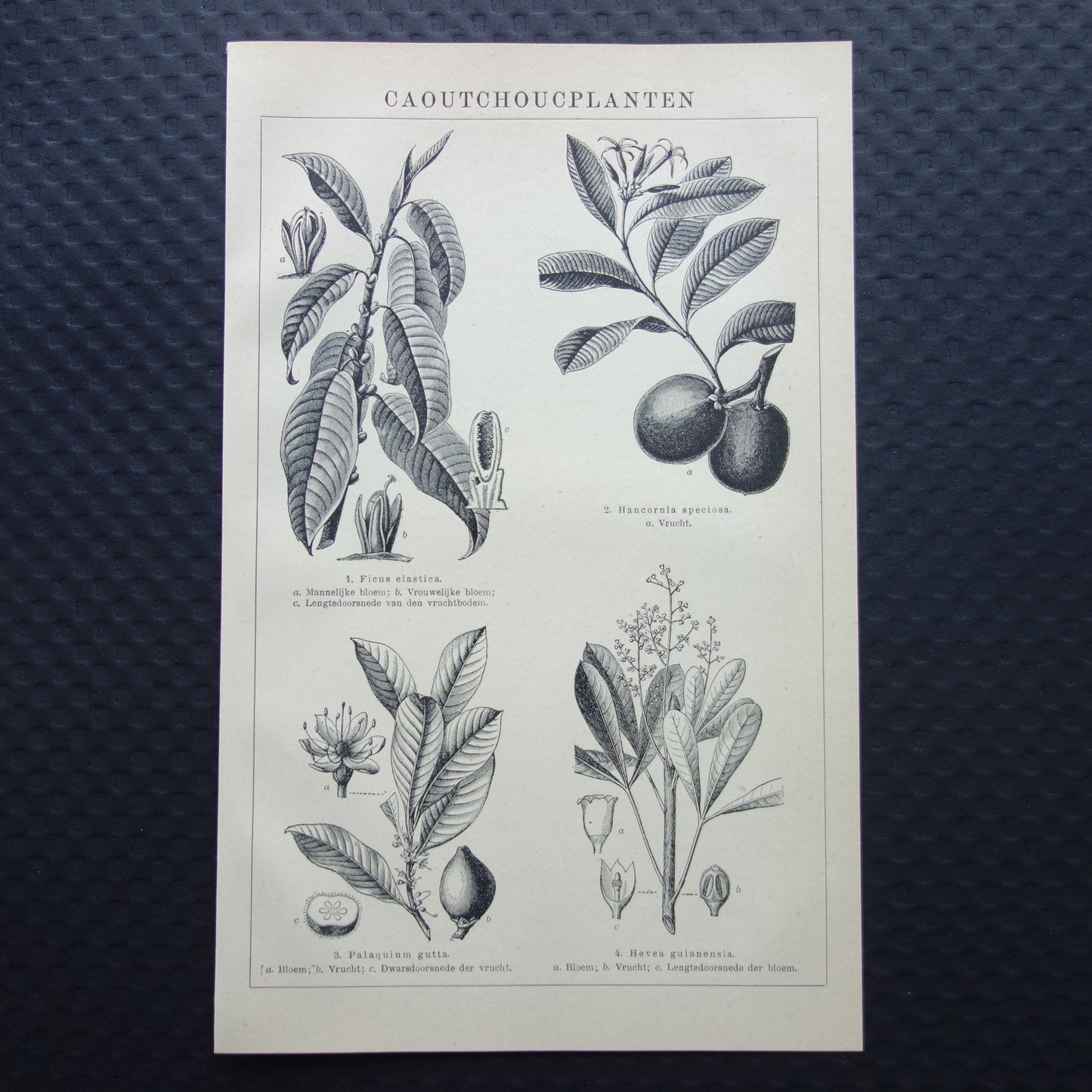 rubberplanten Caoutchoucplanten