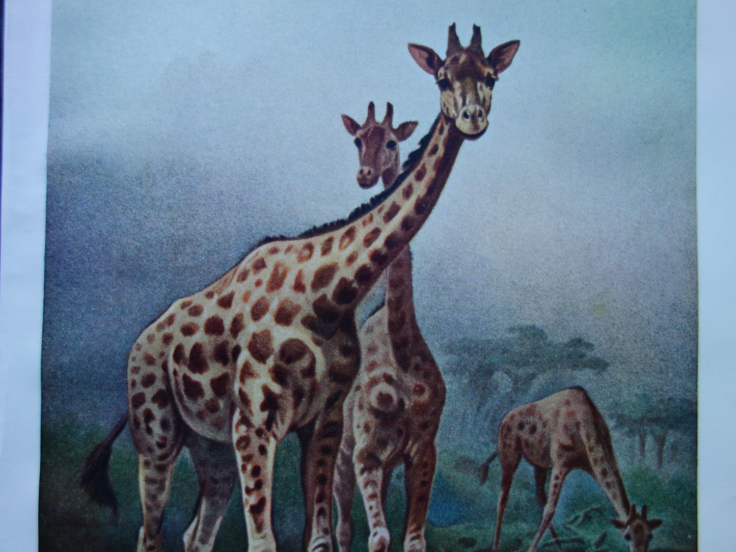 Giraffe oude prent 100+ jaar oude illustratie van giraffen Kleine Nederlandse vintage dieren print