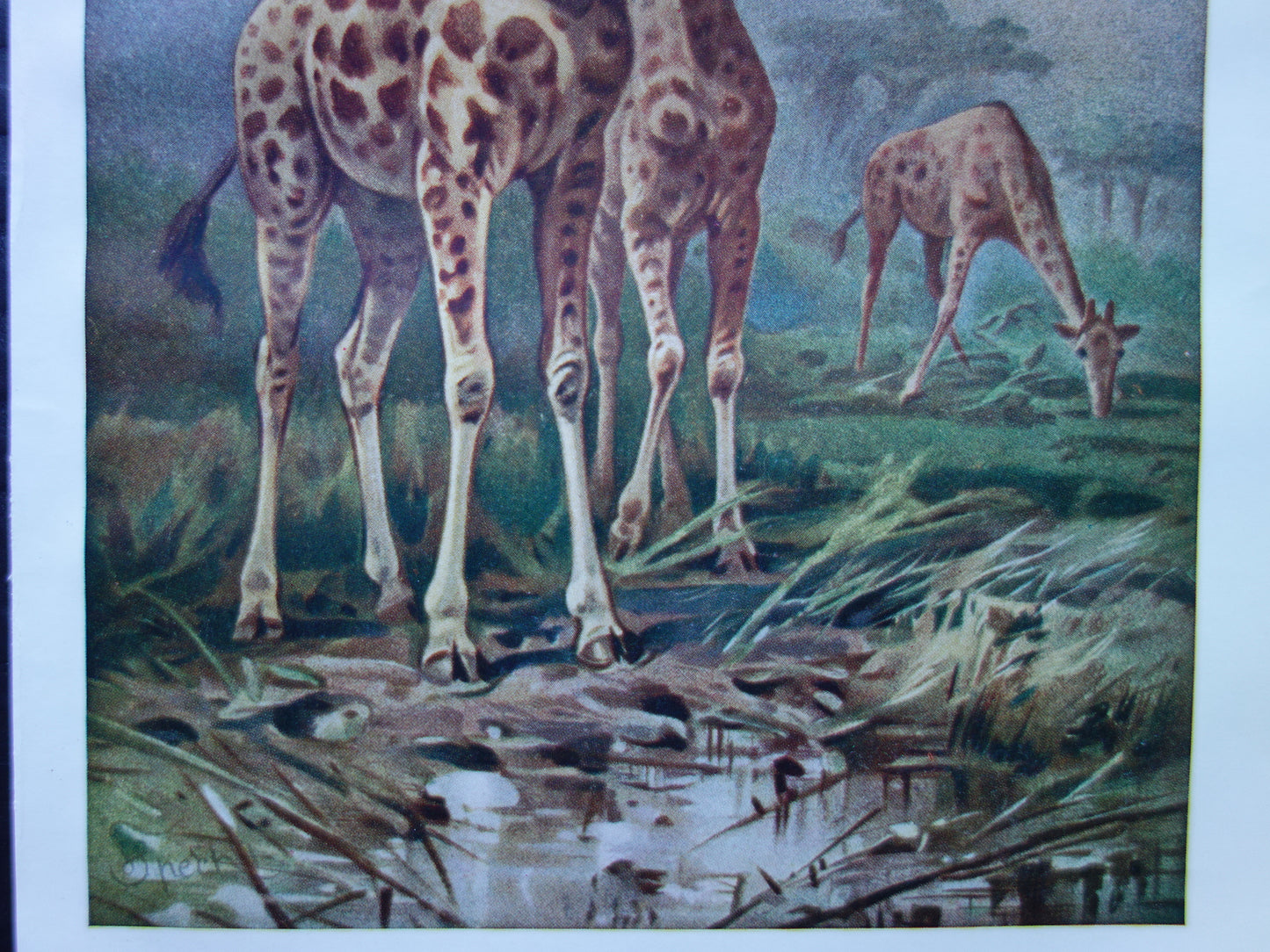 Giraffe oude prent 100+ jaar oude illustratie van giraffen Kleine Nederlandse vintage dieren print