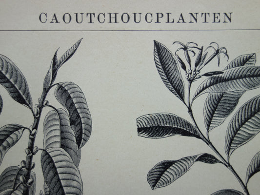 Rubberplant Oude prent originele vintage botanische illustratie print Caoutchoucplanten