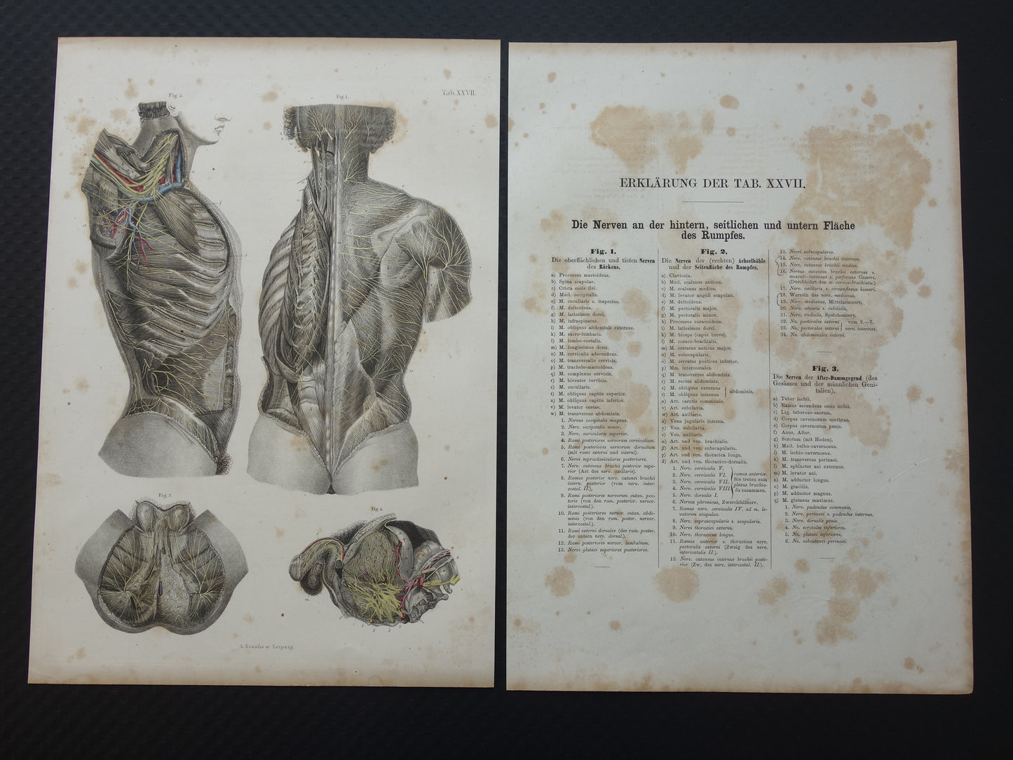 Old anatomy print nerves in torso 1871 Antique print Vintage anatomical illustration nervous system