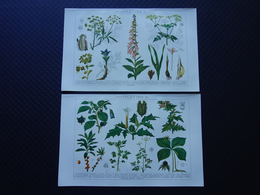 Antieke botanische prenten Set van twee Oude planten illustratie van giftige planten - Vingerhoedskruid Doornappel Wildemanskruid Wolfskers prent