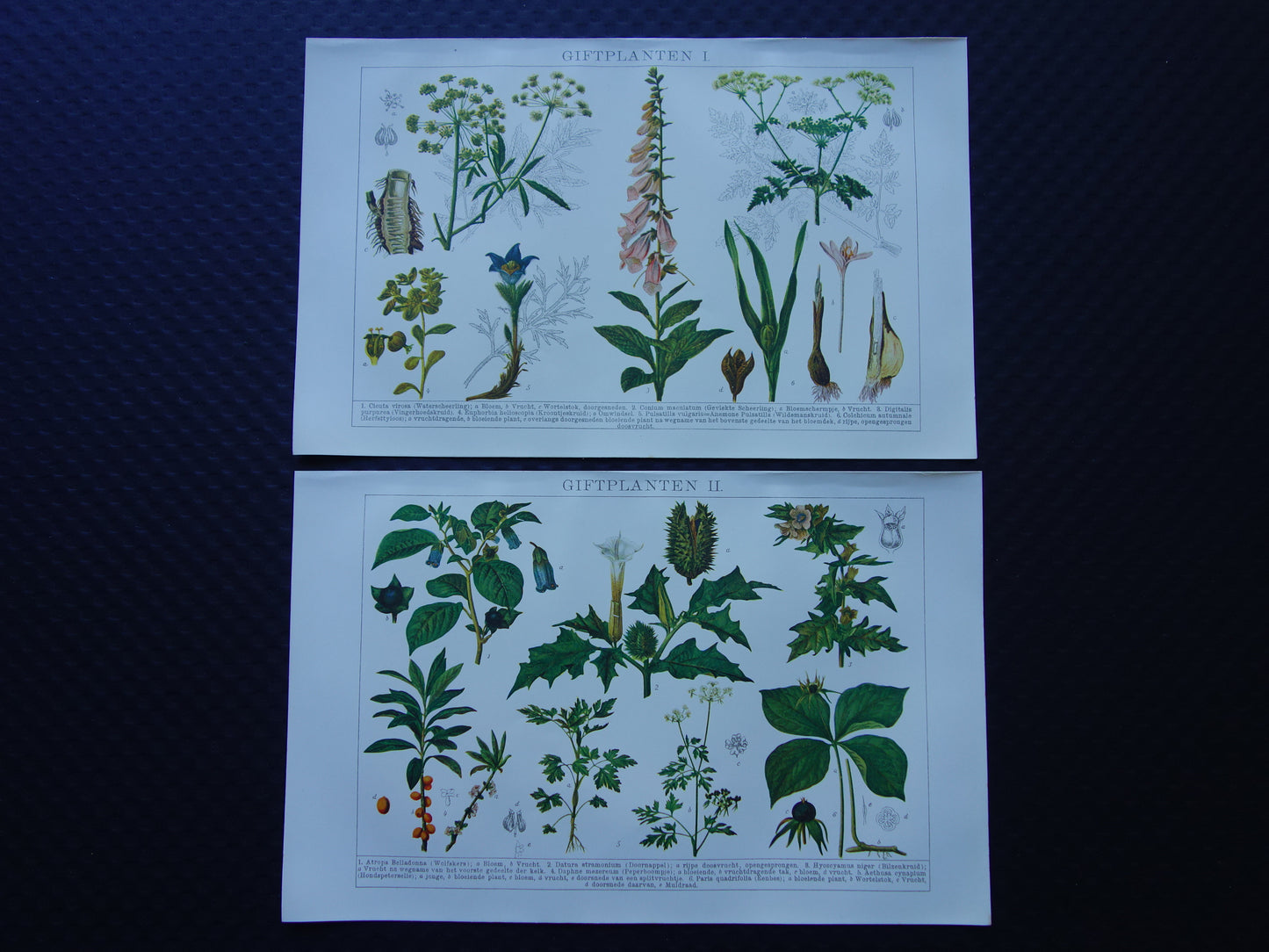 Antike botanische Drucke Set mit drei über 135 Jahre alten floralen Illustrationsdrucken
