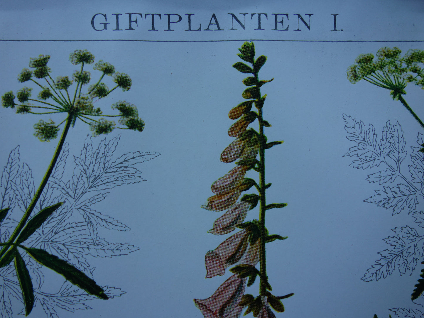 Antike botanische Drucke Set mit drei über 135 Jahre alten floralen Illustrationsdrucken