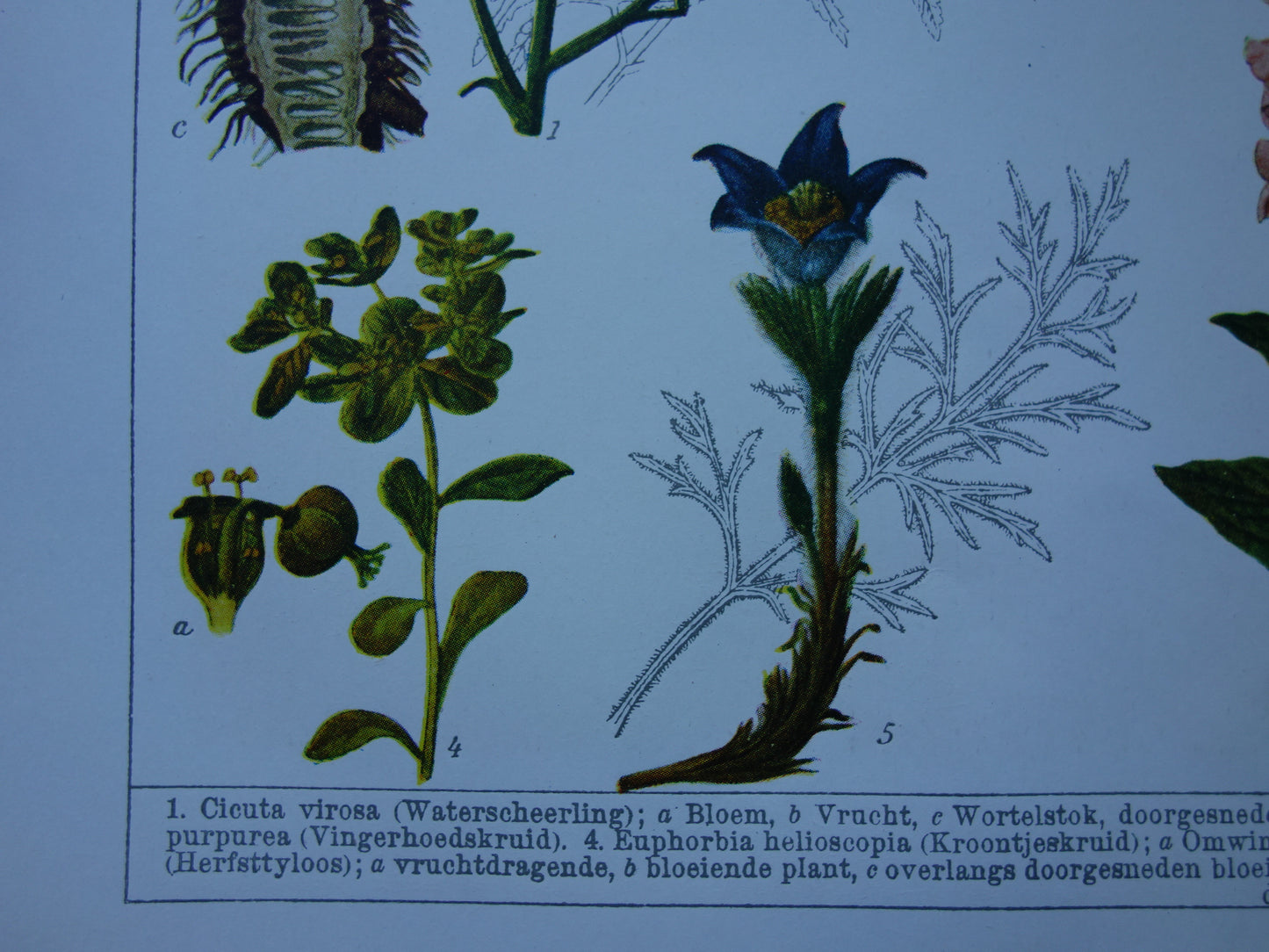 Antike botanische Drucke Set mit drei über 135 Jahre alten floralen Illustrationsdrucken