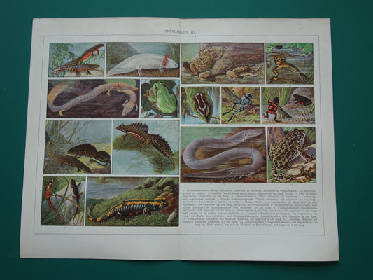 Originele oude prent Amfibieën 1932 Vintage Nederlandse dieren prent Amfibie vintage illustratie