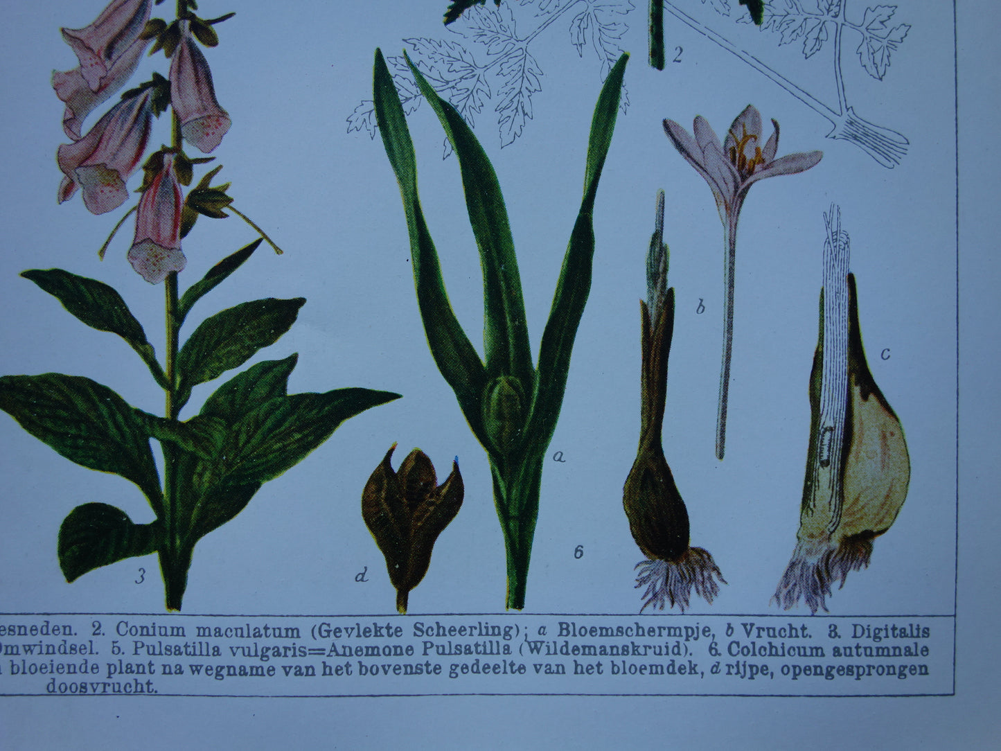 Antike botanische Drucke Set mit drei über 135 Jahre alten floralen Illustrationsdrucken