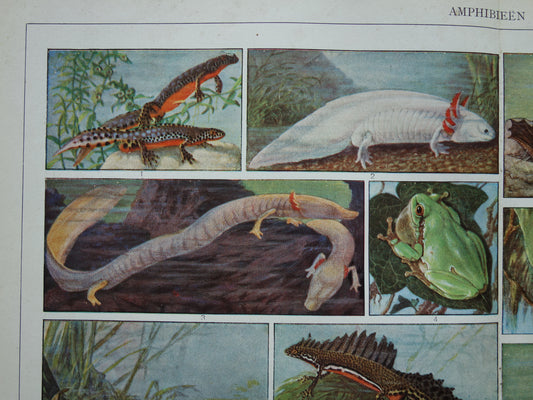 Originele oude prent Amfibieën 1932 Vintage Nederlandse dieren prent Amfibie vintage illustratie