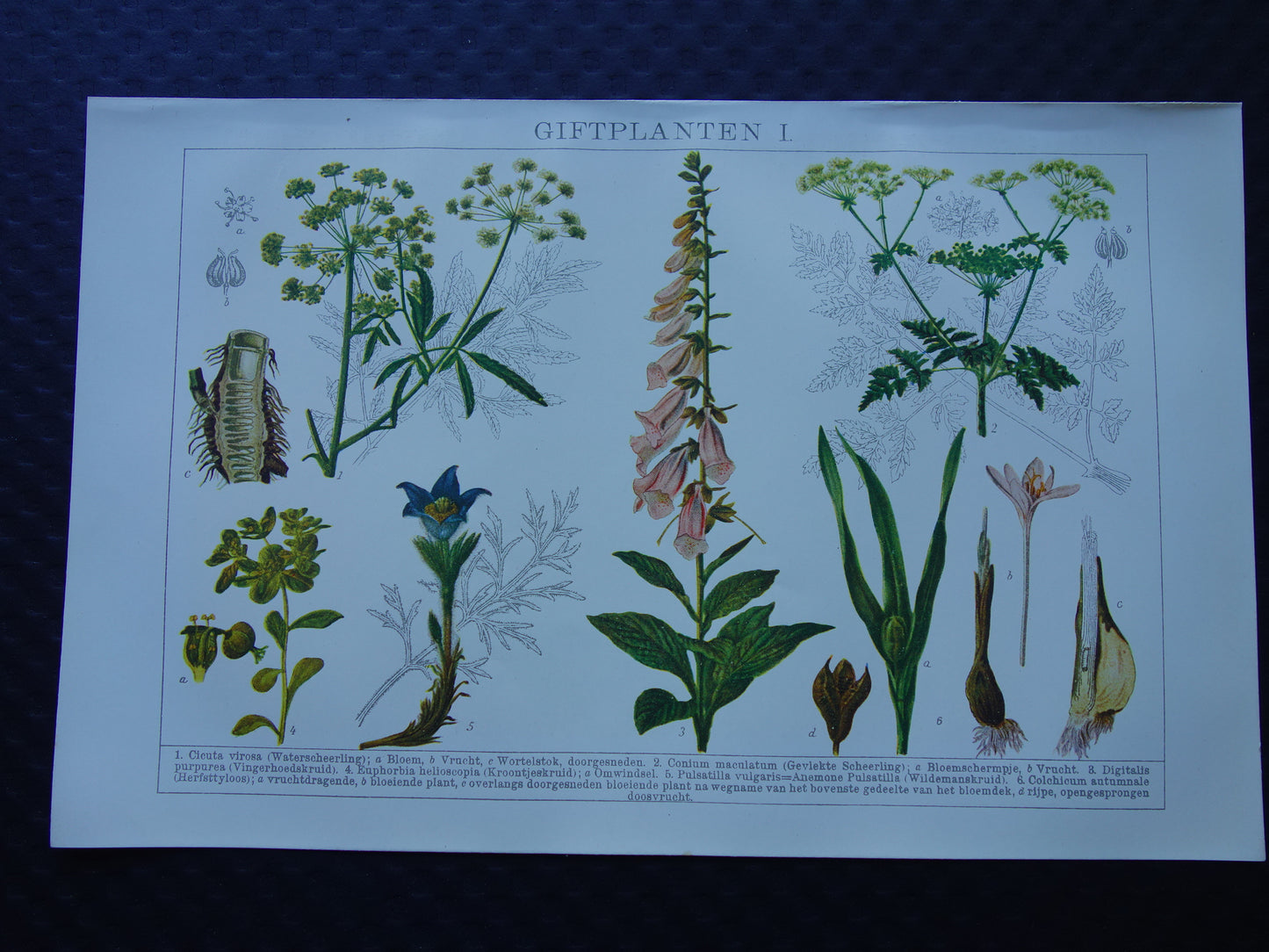 Antike botanische Drucke Set mit drei über 135 Jahre alten floralen Illustrationsdrucken