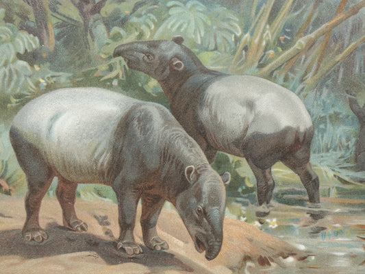 TAPIR vintage print originele antieke Duitse prent Indische Tapirs Maleise Tapir