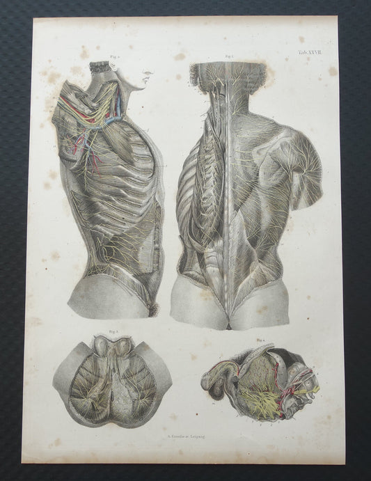 Oude anatomie print zenuwen in torso romp 1871 Antieke prent Vintage anatomische illustratie zenuwstelsel