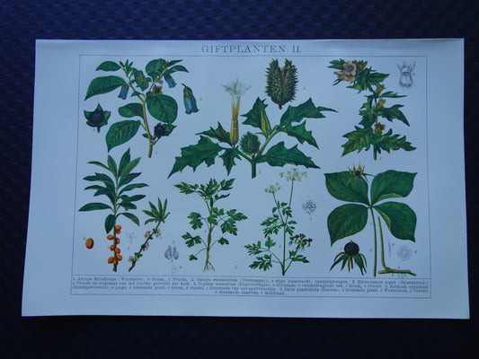 Antieke botanische prenten Set van twee Oude planten illustratie van giftige planten - Vingerhoedskruid Doornappel Wildemanskruid Wolfskers prent