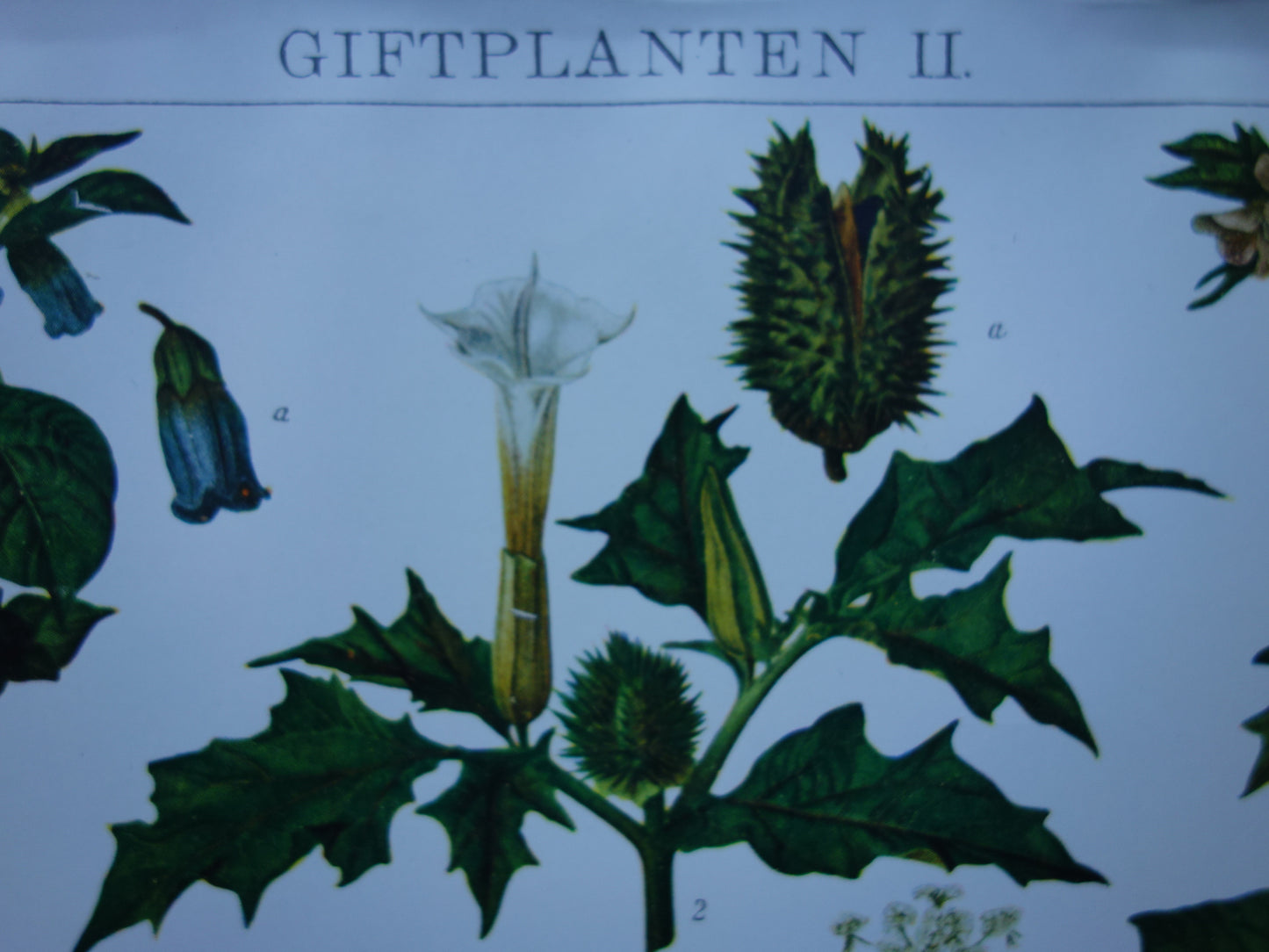 Antike botanische Drucke Set mit drei über 135 Jahre alten floralen Illustrationsdrucken