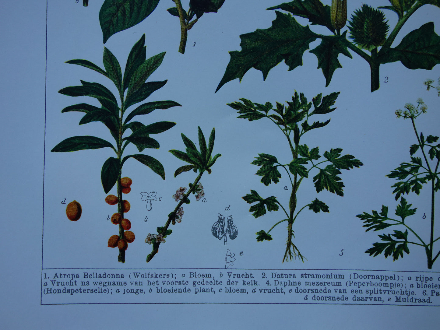 Antike botanische Drucke Set mit drei über 135 Jahre alten floralen Illustrationsdrucken