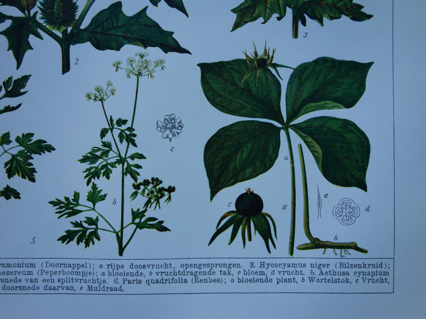 Antike botanische Drucke Set mit drei über 135 Jahre alten floralen Illustrationsdrucken