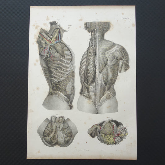 Oude anatomie print zenuwen in torso romp 1871 Antieke prent Vintage anatomische illustratie zenuwstelsel