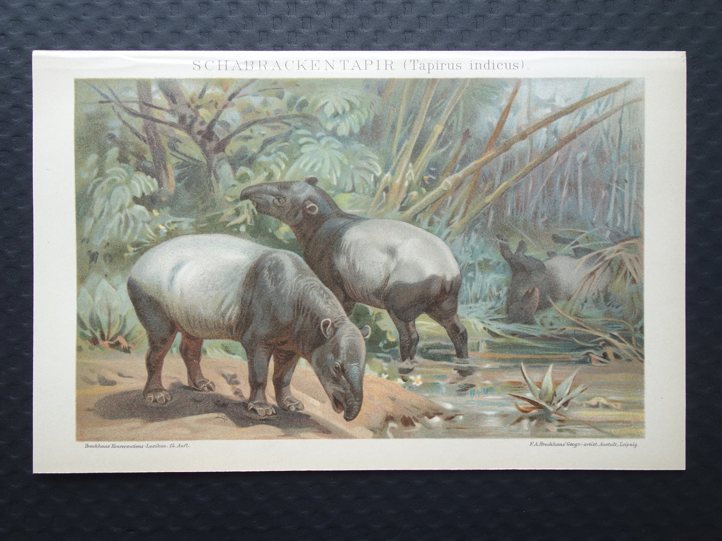 TAPIR vintage print originele antieke Duitse prent Indische Tapirs Maleise Tapir