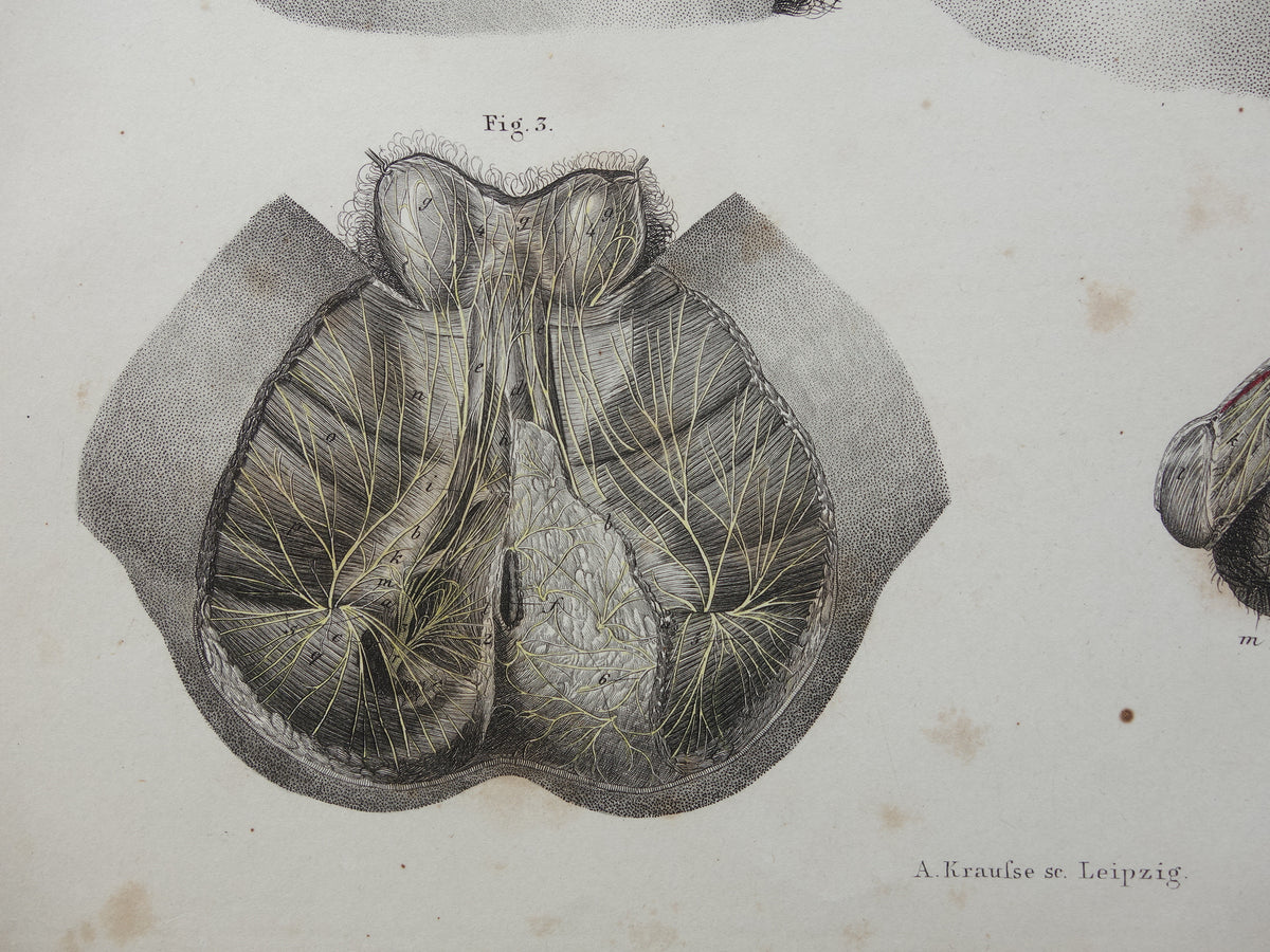 Old anatomy print nerves in torso 1871 Antique print Vintage anatomical illustration nervous system