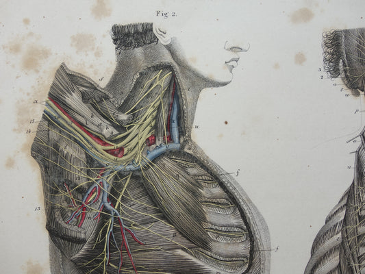 Oude anatomie print zenuwen in torso romp 1871 Antieke prent Vintage anatomische illustratie zenuwstelsel