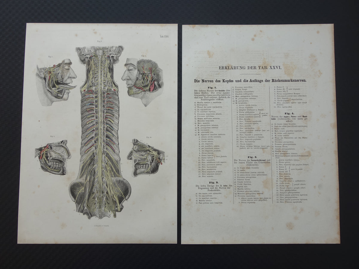 Old anatomy print nerves in head and spinal cord 1871 Antique print Vintage anatomical illustration nerve pathways