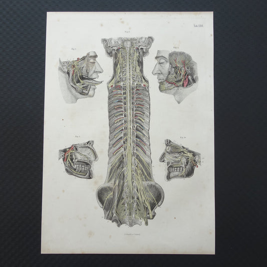 Oude anatomie print zenuwen in hoofd en ruggenmerg 1871 Antieke prent Vintage anatomische illustratie zenuwbanen