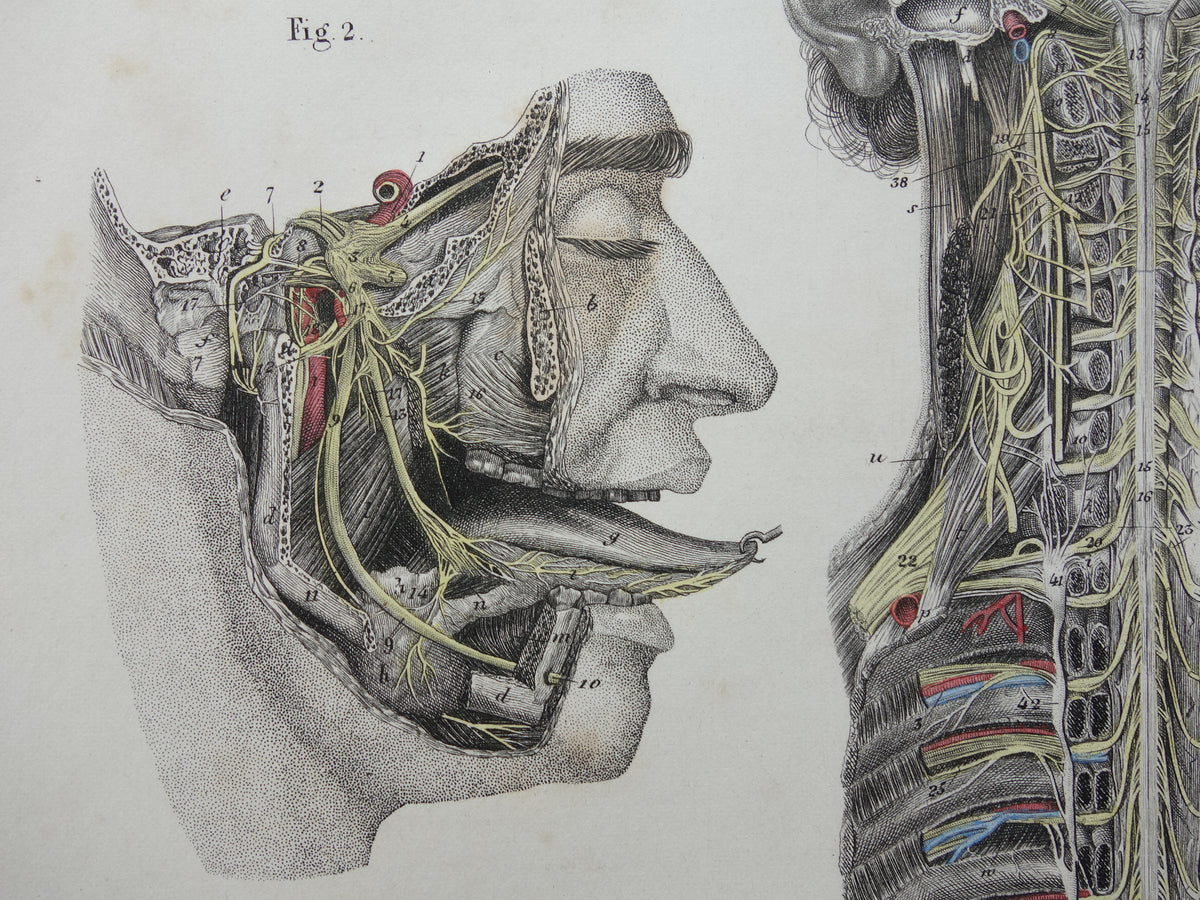 Old anatomy print nerves in head and spinal cord 1871 Antique print Vintage anatomical illustration nerve pathways