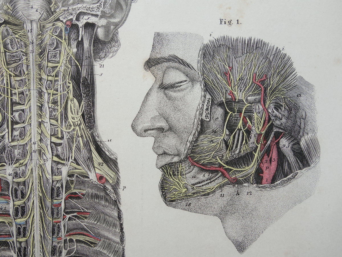 Old anatomy print nerves in head and spinal cord 1871 Antique print Vintage anatomical illustration nerve pathways