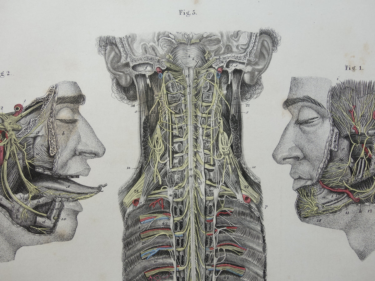 Old anatomy print nerves in head and spinal cord 1871 Antique print Vintage anatomical illustration nerve pathways