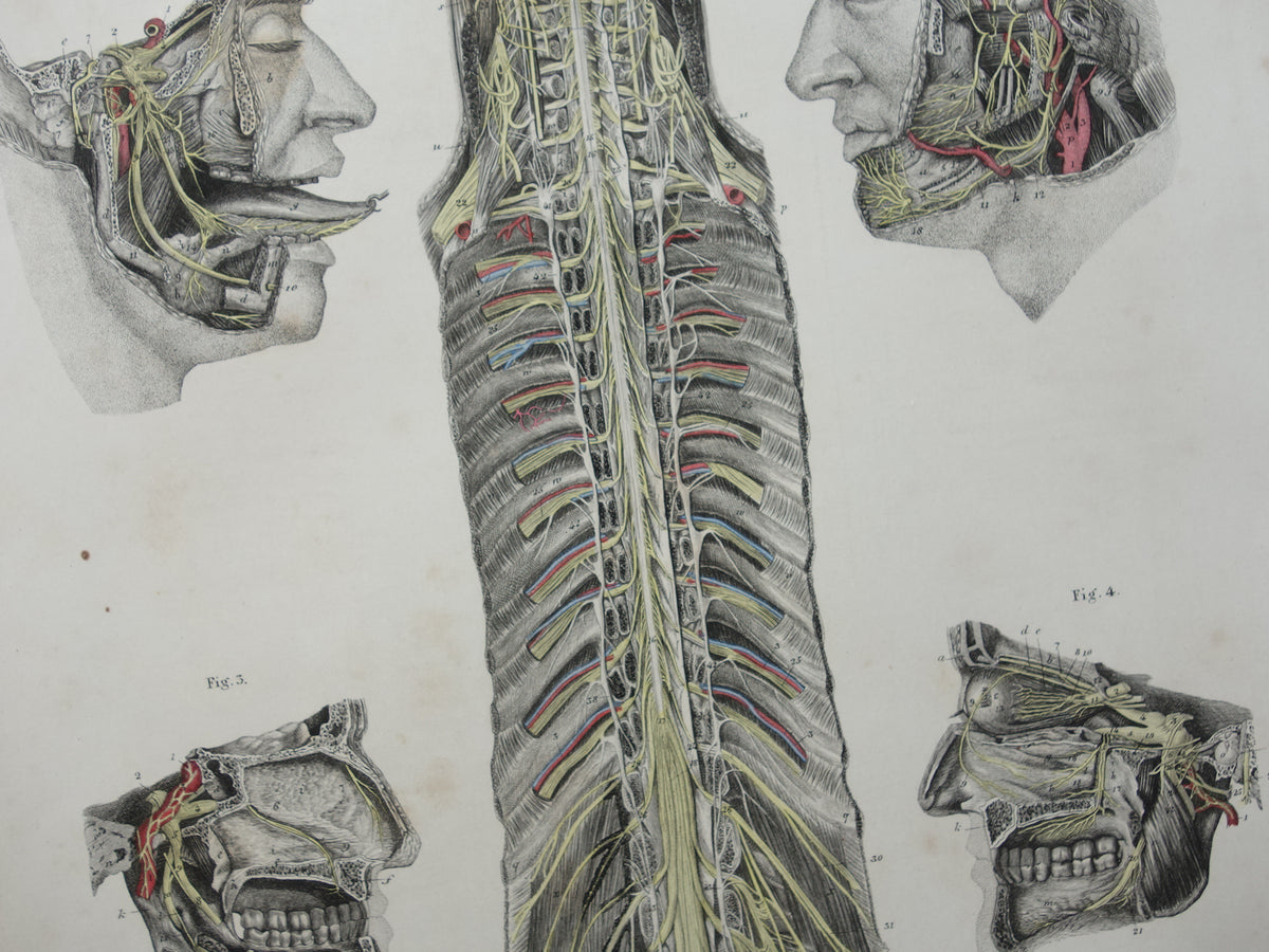 Old anatomy print nerves in head and spinal cord 1871 Antique print Vintage anatomical illustration nerve pathways