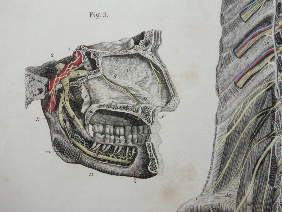 Old anatomy print nerves in head and spinal cord 1871 Antique print Vintage anatomical illustration nerve pathways