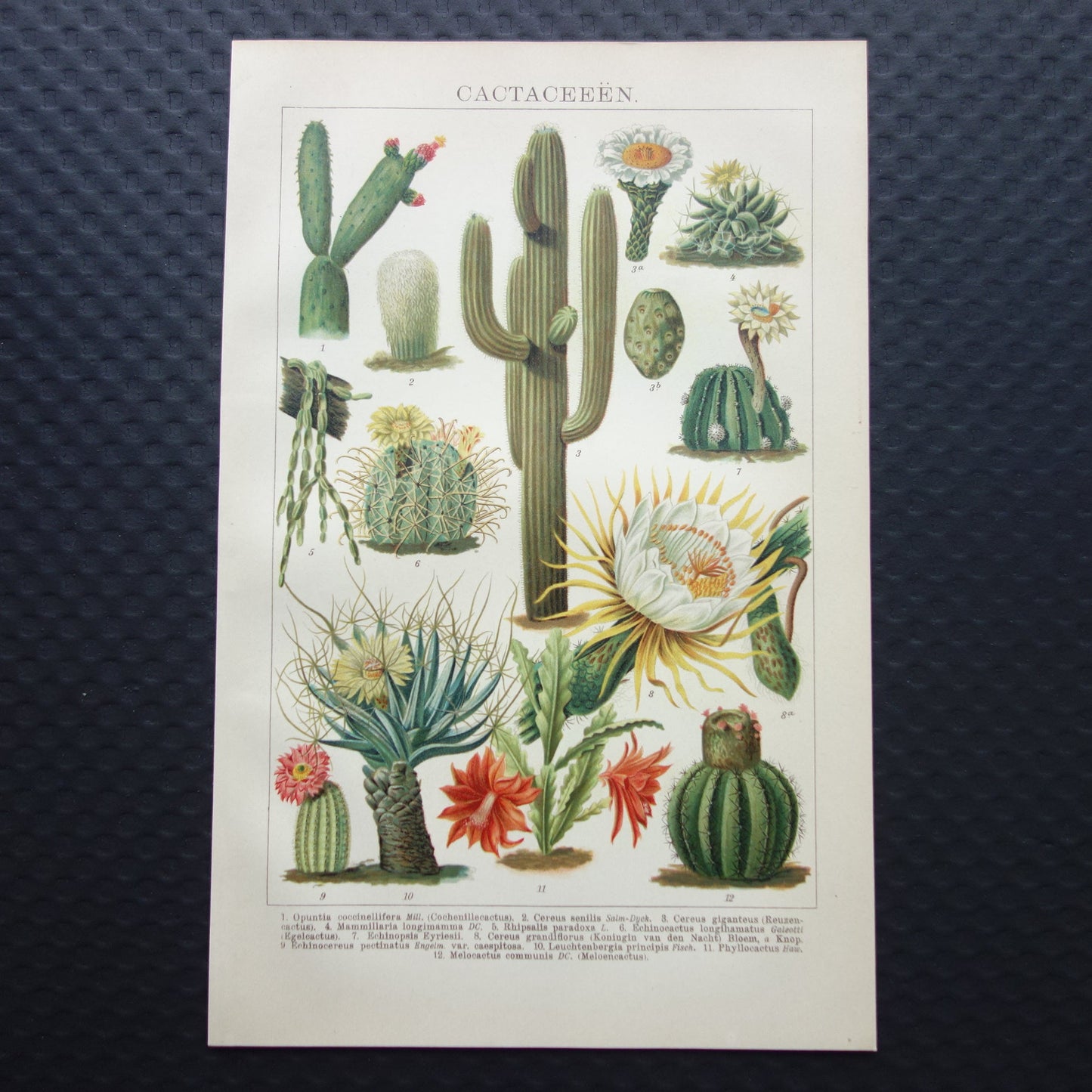 cactussen vintage muurdecoratie