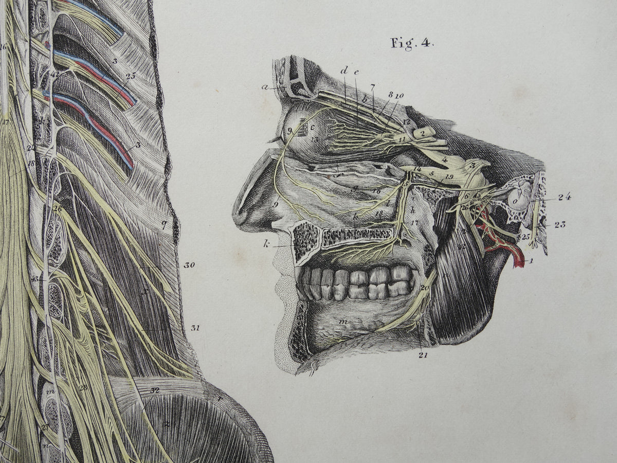 Old anatomy print nerves in head and spinal cord 1871 Antique print Vintage anatomical illustration nerve pathways