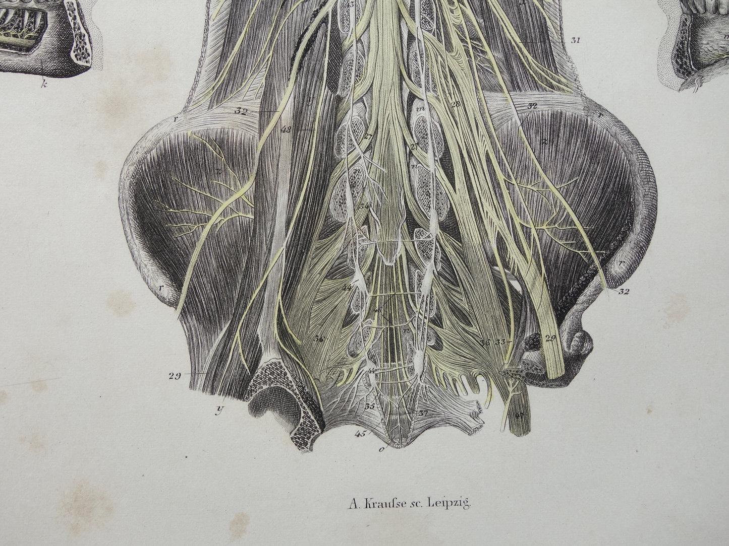 Oude anatomie print zenuwen in hoofd en ruggenmerg 1871 Antieke prent Vintage anatomische illustratie zenuwbanen